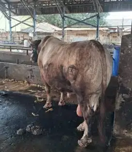 sapi qurban 950kiloan timbang real siap kurban 2025 timbang real puas