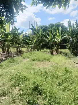 Dijual tanah murah lokasi areal Umalas bumbak