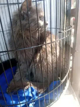 Kucing himalaya