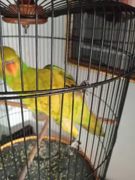 Burung warna ijo