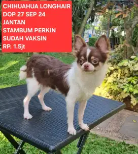 CHIHUAHUA SEHAT DAN LUCU.