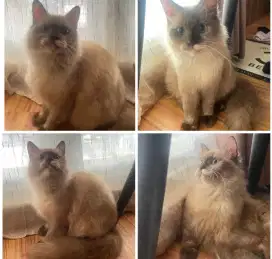LA Persia Mix Ragdoll 5 bulan