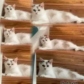 LA Persia Mix Ragdoll 1 tahun