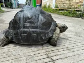 Aldabra jumbo 48cm