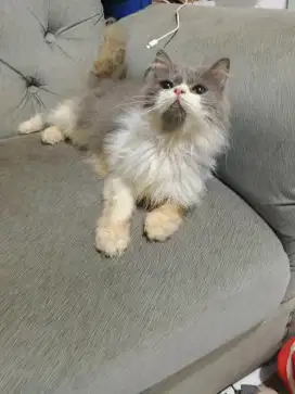 Kucing Persia Abu