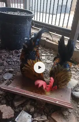 Ayam kate kaki pendek