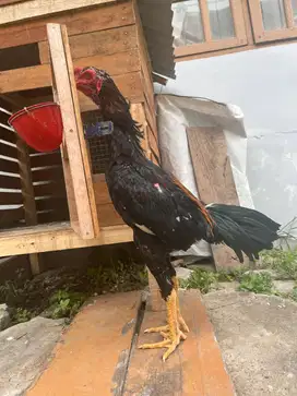 Di jual ayam siam petarung