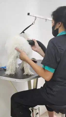 Pet bather / groomer (groomer mandiin anjing)