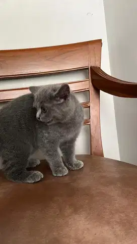 British shorthair blue betina