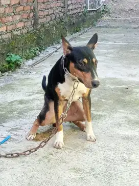 BULLTERIER X KAMPUNG