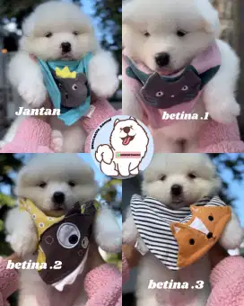 samoyed puppy usia satu bulan