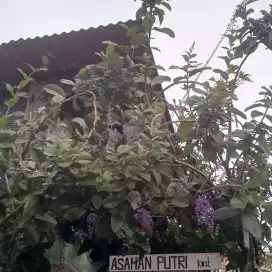 Bunga rambat PATREA