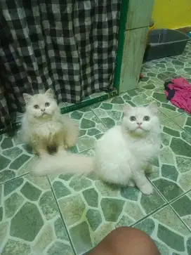 Kucing sepasang kitten perisa