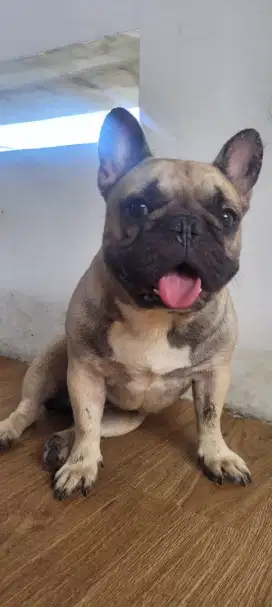 French bulldog pejantan siap kawin