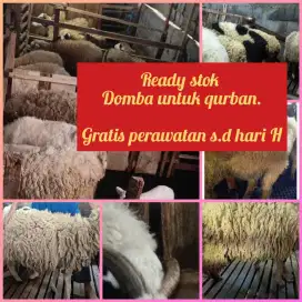 Jual Hewan Domba Qurban Kurban Semarang