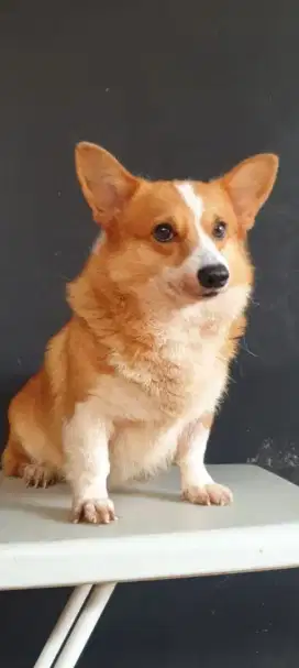 Indukan corgi pernah lahiran banyak