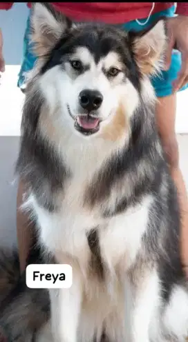 Indukan alaskan malamute