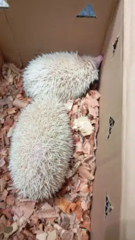 Landak mini albino