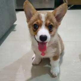 Puppy Corgi Pembroke Welsh stable male, stambum chip vaksin +byk bonus