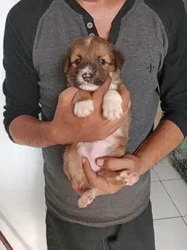 Anakan anjing ras besar