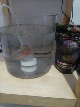 Ikan louhan + aquarium + pakan