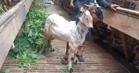 Kambing Super full daging