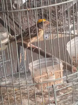 Burung manyar pala mas bunyi semaunya