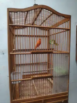 Dijual burung Kenari Merlok