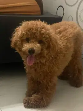 Poodle 6 bln punya sendiri