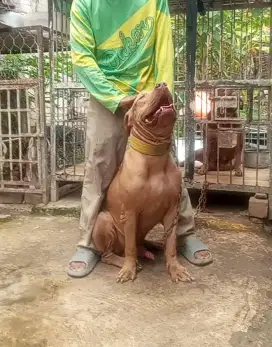 PITBULL BIG SIZE