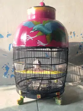 Burung perkutut bangkok