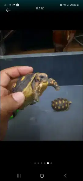 Redfoot Red Foot Tortoise Kura Darat 7 8 cm