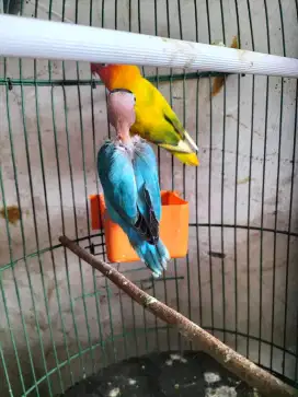 Lovebird spasang