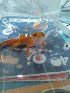 Gecko female raptor