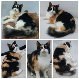 KUCING PERSIA BETINA DEWASA CALICO