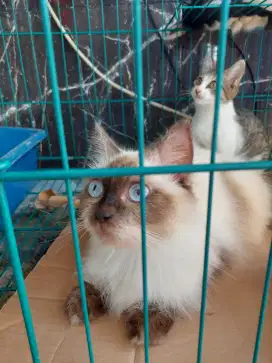 Kucing Himalaya betina 1.5 tahun
