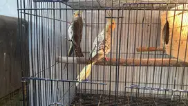 Sepasang falk muda
