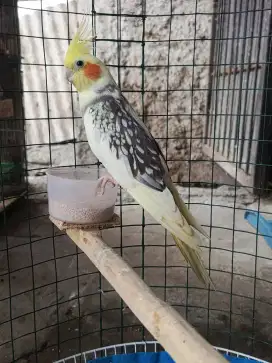 Falk Parkit Australia Jantan Dewasa