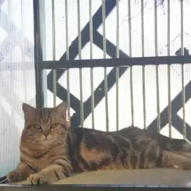 American shorthair