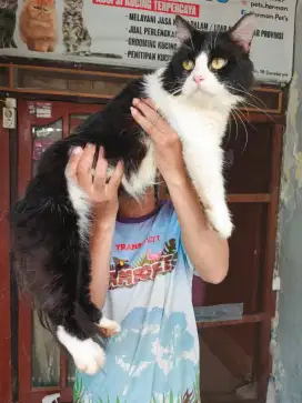 Flatnose jantan 8 bulan