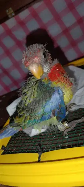 Anakan Rosella sehat