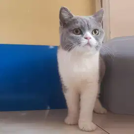 BSH British Shorthair Betina Bicolor 6 bulan