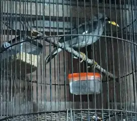 Jalak Kebo nom Jantan body big Voer Prospek
