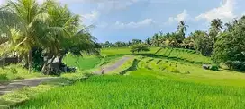 jua tanah sawah produktip lt 31,5 are harga 55 jt/ are selamadeg