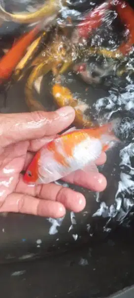 Jual bibit ikan koy 10cm up