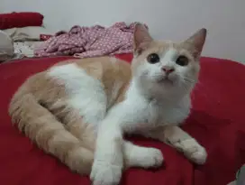 Mix dom jantan 5 bulan