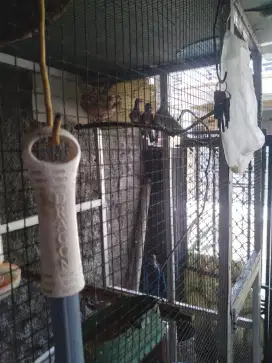 dijual burung kutut bk