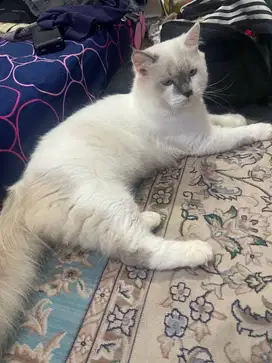 Ragdolll jantan 6 bulan