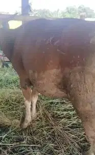sapi kurban kecil 16jutaan ras sapi bima siap kurban minimalis 2025 ok