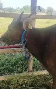 sapi qurban 16jutaan minimalis siap kurban murmer jenis sapi bima puas
